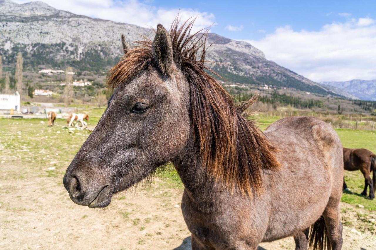 Villa Agave Gruda Dış mekan fotoğraf
